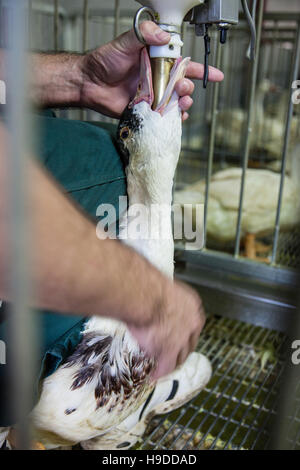 Foie gras de canards élevés dans les Landes (sud-ouest de la France) Banque D'Images