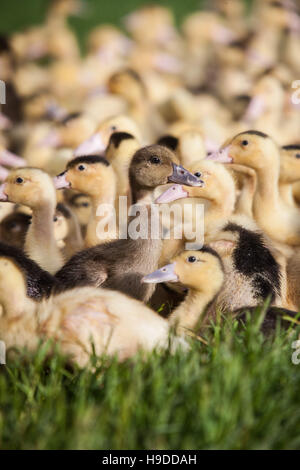 Foie gras de canards élevés dans les Landes (sud-ouest de la France) Banque D'Images
