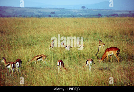 Gazelle de Thomson, Gazella thomsonii, et l'Impala Aepyceros melampus mâle dans la réserve de Masai Mara, Kenya Banque D'Images