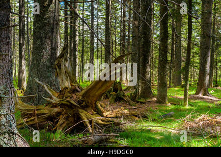 Spruce Woods dans une épaisse forêt vierge intacte avec des arbres tombés de stomps Banque D'Images