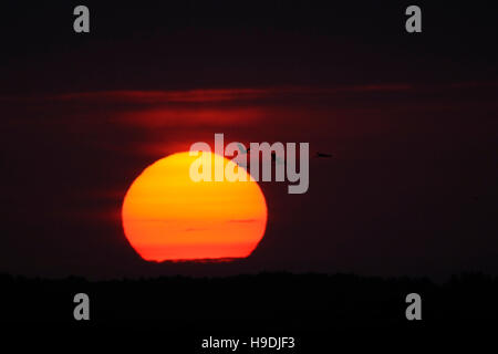 Grues cendrées (Grus grus), des silhouettes d'un troupeau, battant en face d'un merveilleux coucher de soleil / Red sky, la migration d'automne. Banque D'Images