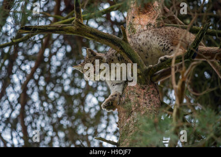 Lynx Boréal / Eurasischer Luchs (Lynx lynx) reposant sur une hauteur dans un pin, à regarder vers le bas, parfait camouflage. Banque D'Images