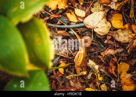 Les champignons sur une souche et feuilles d'automne sur le sol de la forêt. Banque D'Images