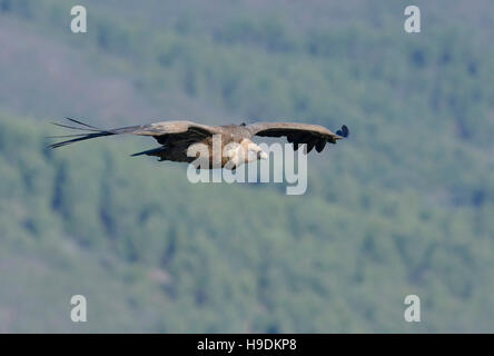 Flying vautour fauve (Gyps fulvus), Bosa, Oristano, Sardaigne, Italie, Europe Banque D'Images