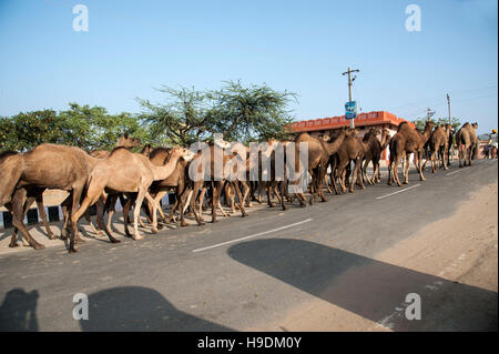 Les chameaux indiennes le long d'une route à la Camel Fair de Pushkar Rajasthan Inde Banque D'Images