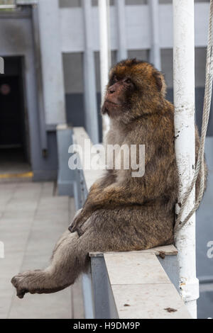 Gibraltar singe macaque de Barbarie ou assis sur la barrière en haut de la roche au-dessus de Gibraltar Banque D'Images