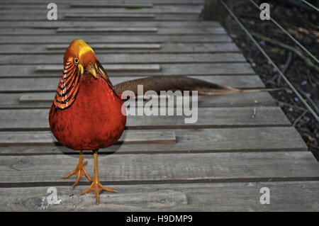 Afrique du Sud : un faisan doré à Birds of Eden, la plus grande volière de vol libre d'oiseaux et près de Plettenberg Bay Banque D'Images