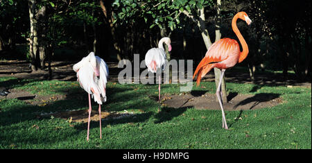 Afrique du Sud : flamants roses à Birds of Eden, la plus grande volière de vol libre d'oiseaux et près de Plettenberg Bay Banque D'Images