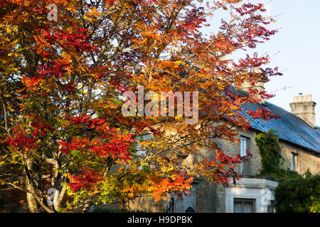 Sorbus. Rowan Tree plein de fruits rouges en automne. Kingham, Cotswolds, Gloucestershire, Angleterre Banque D'Images