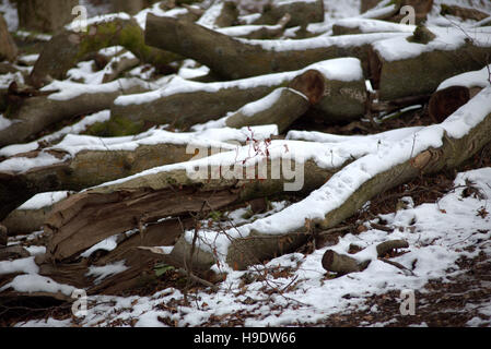 La neige a couvert de sciage ou de troncs d'arbre ou des branches Banque D'Images