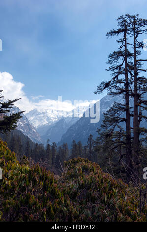 La vallée de Lachung près de Lachung village dans le Nord du Sikkim, Inde. Banque D'Images