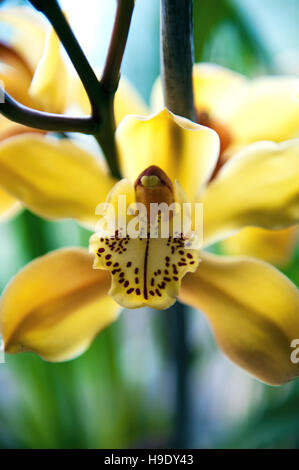 Himalaya jaune orchidées dans le Sikkim. Banque D'Images
