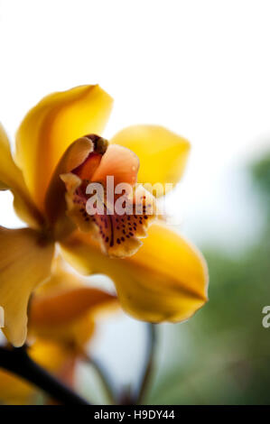 Himalaya jaune orchidées dans le Sikkim. Banque D'Images