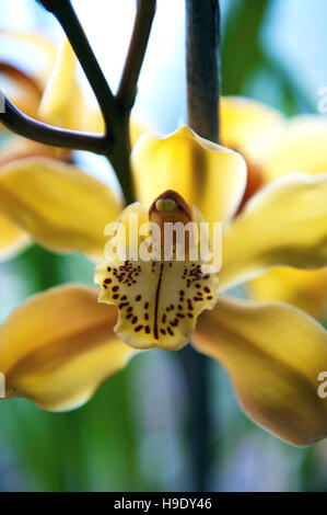 Himalaya jaune orchidées dans le Sikkim. Banque D'Images
