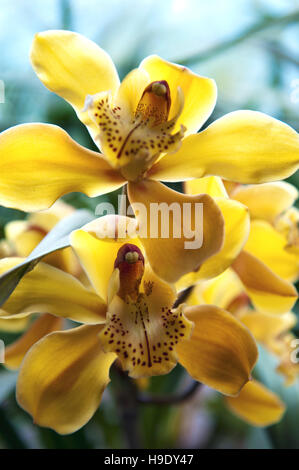 Himalaya jaune orchidées dans le Sikkim. Banque D'Images