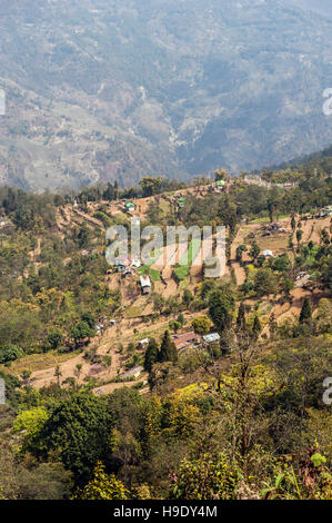 Les petites fermes sur les contreforts de l'Himalaya dans le Sikkim, Inde. Le Sikkim est le premier état de l'agriculture biologique certifiée. Banque D'Images