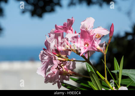 Laurier-rose fleurs en été Banque D'Images