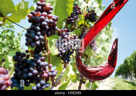 Le vin rouge est versé dans un verre sur un vignoble Banque D'Images