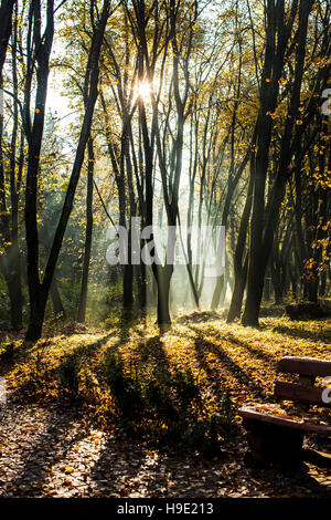 Matin brumeux d'automne Banque D'Images