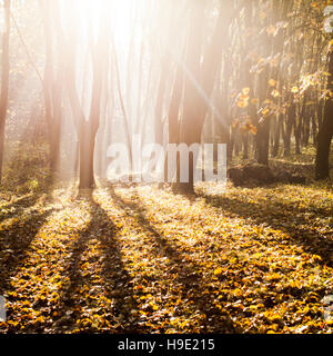 Matin brumeux d'automne Banque D'Images