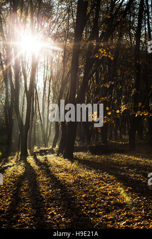 Matin brumeux d'automne Banque D'Images