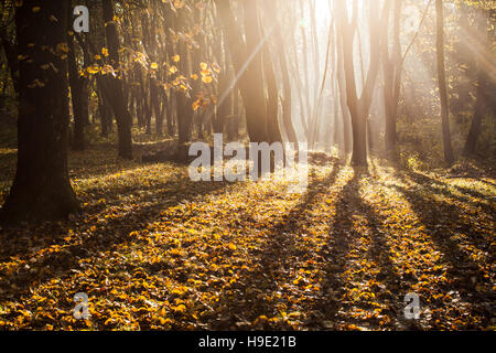 Matin brumeux d'automne Banque D'Images