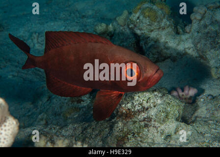 Big Eye (Priacanthus hamrur) Poisson, Priacanthidae, Sharm el Sheikh, Mer Rouge, Egypte Banque D'Images