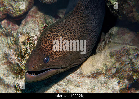 Gymnothorax javanicus géant, muray, Muraenidae, Sharm el Sheikh, Mer Rouge, Egypte Banque D'Images