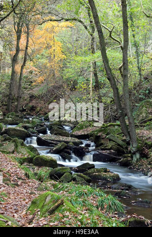 Le Derbyshire, UK - 24 Sept 2016 : Burbage Brook passe par la vallée boisée rocheuse à gorge Padley dans le Peak District Banque D'Images