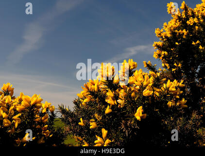 L'ajonc fleurit en printemps. Banque D'Images