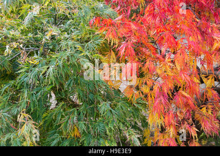 Acer palmatum dissectum en automne. En automne de l'érable japonais changeant de couleur Banque D'Images