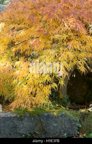 Acer palmatum dissectum en automne. En automne de l'érable japonais changent de couleur sur la rocaille en RHS Wisley Gardens, Surrey, UK Banque D'Images