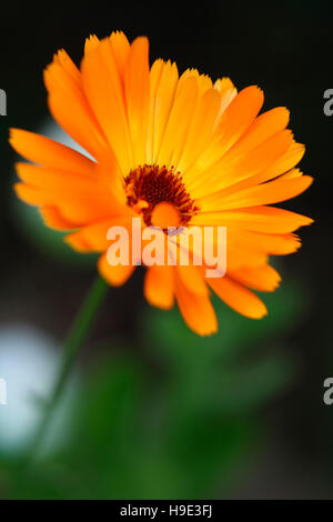 Le calendula ou souci officinal un été rempli de puissance préférée Jane Ann Butler Photography JABP1725 Banque D'Images