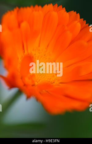 Le calendula ou souci officinal un été rempli de puissance préférée Jane Ann Butler Photography JABP1726 Banque D'Images