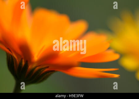 Le calendula ou souci officinal un été rempli de puissance préférée Jane Ann Butler Photography JABP1727 Banque D'Images