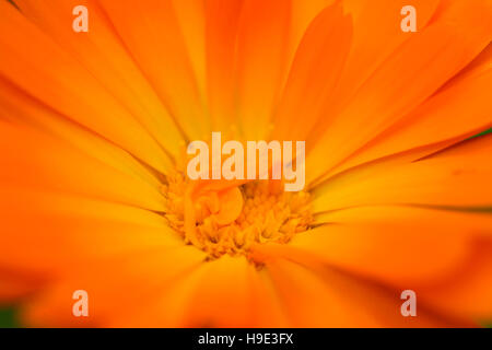 Le calendula ou souci officinal un été rempli de puissance préférée Jane Ann Butler Photography JABP1728 Banque D'Images