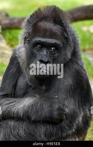 Portrait of a cute pensive gorille. Banque D'Images