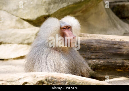 Portrait d'un babouin (Papio hamadryas pensif hamadryas), animal sacré pour les anciens Égyptiens. Banque D'Images