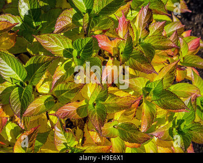 Libre de feuilles d'Hydrangea lisse à l'Automne Couleurs du temps Banque D'Images