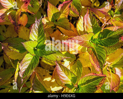 Libre de feuilles d'Hydrangea lisse à l'Automne Couleurs du temps Banque D'Images