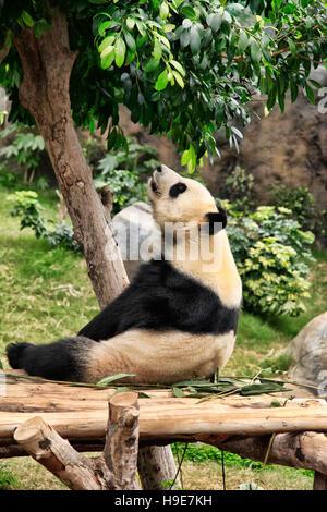Big Panda dans Hong Kong zoo Banque D'Images