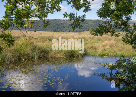Ynys-hir la réserve naturelle RSPB à côté de l'estuaire de Dyfi Ceredigion, pays de Galles, Royaume-Uni Banque D'Images