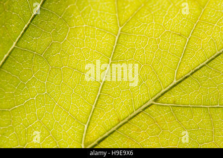 Fermer les macro d'une feuille d'automne aux couleurs vives montrant la texture, les veines et les modèles. Banque D'Images