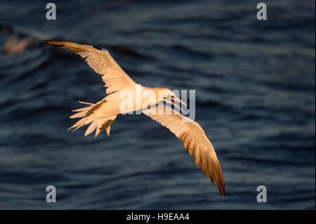 Un adulte de Bassan vole au-dessus de l'océan comme le chaud soleil du matin brille sur l'oiseau et ses longues ailes sur l'océan Atlantique. Banque D'Images