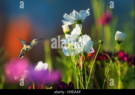 Un Colibri à gorge rubis se situe en face d'un jardin rempli de fleurs colorées sur une journée ensoleillée. Banque D'Images