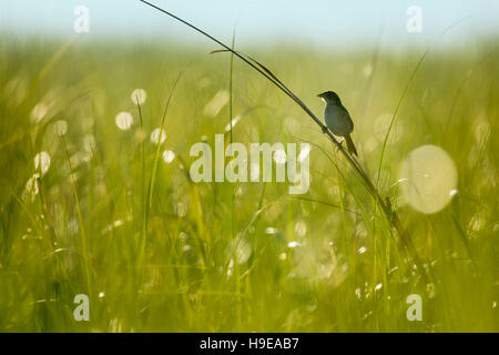 Une station Sparrow, situé sur l'un des plus grands morceaux de marsh grass comme le soleil du matin brille de derrière elle. Banque D'Images