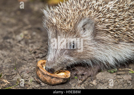 Hedgehog mange en automne en noyer Banque D'Images