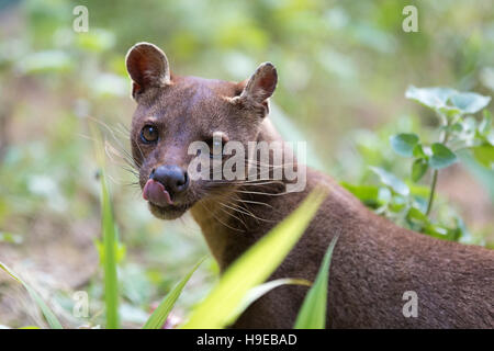 Fossa (Cryptoprocta ferox), félins, mammifère carnivore endémique à Madagascar, Fossa consomment des lémuriens. Vakona Andasibe, Réserve privée. Madagas Banque D'Images