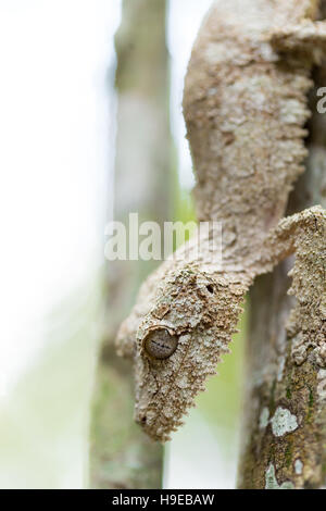 Parfaitement moussus masqués gecko à queue de feuille, Uroplatus sikorae, espèce de gecko avec la capacité de changer sa couleur de peau en fonction de son environnement. Et Banque D'Images