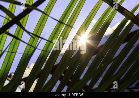 La lumière du soleil faire éclater entre les feuilles des plantes dans la journée ensoleillée. Banque D'Images